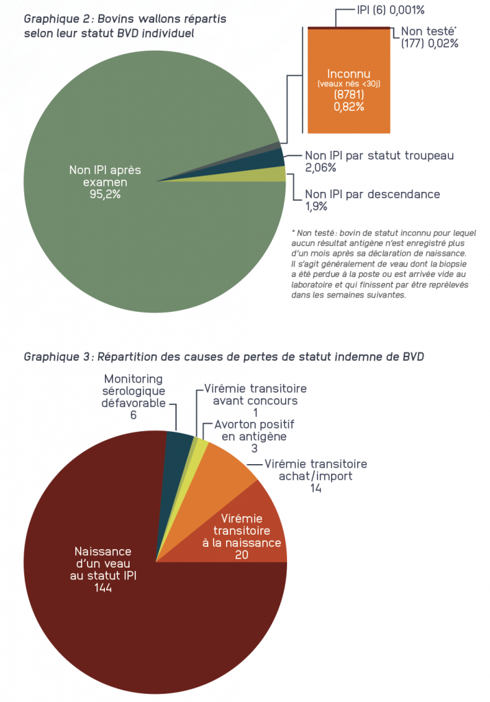 Graphique 2: Bovins wallons répartis selon leur statut
Graphique 3: Répartitions des causes des pertes de status